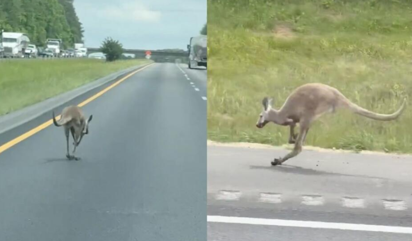 Runaway Kangaroo Causes Traffic Disruption After Collision in Alabama