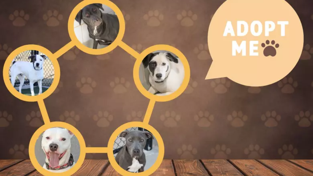 Urgent: These Dogs in Texas Need Immediate Adoption to Escape Euthanasia