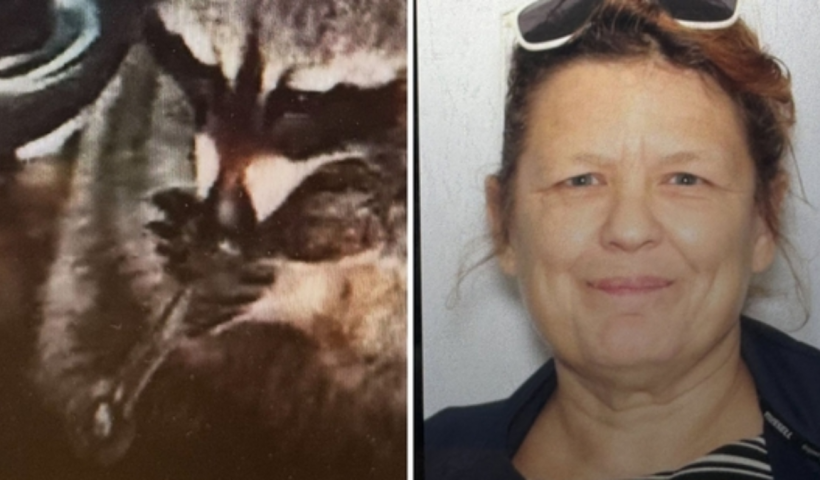 Woman Faces Charges After Cops Find Pet Raccoon and Drug Paraphernalia in Vehicle
