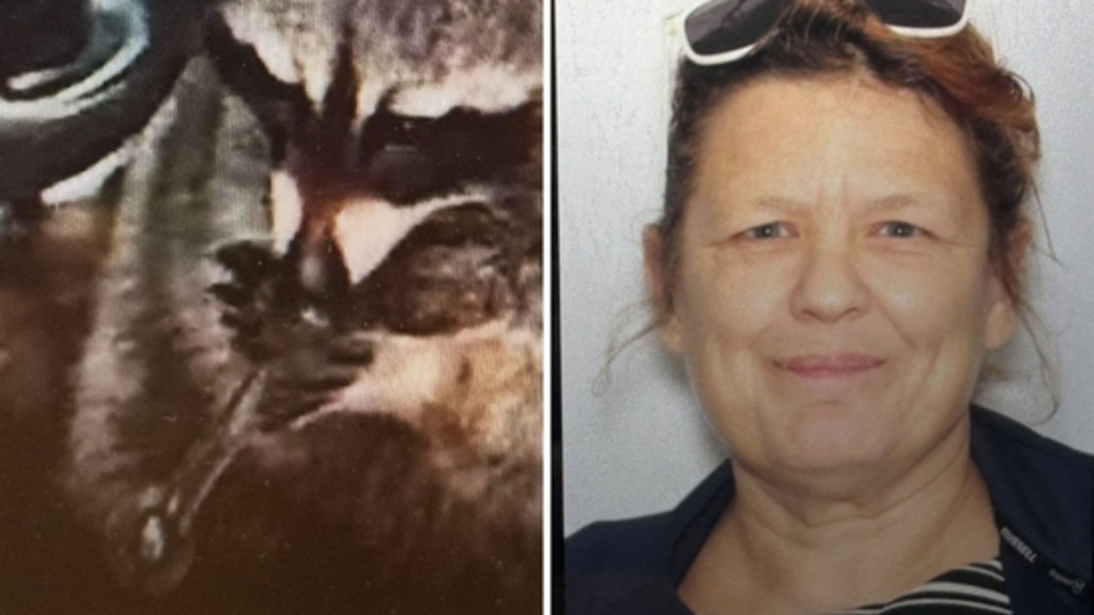 Woman Faces Charges After Cops Find Pet Raccoon and Drug Paraphernalia in Vehicle