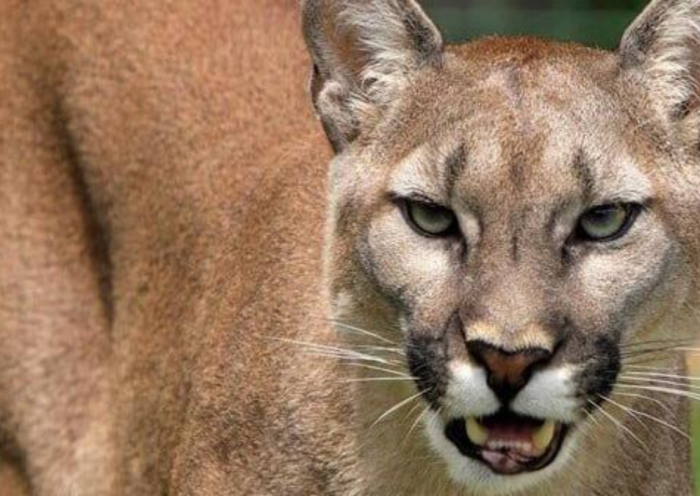 Mountain Lion in New Jersey? Recent Sighting Sparks Debate