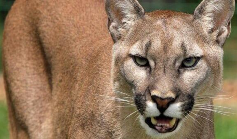 Mountain Lion in New Jersey? Recent Sighting Sparks Debate