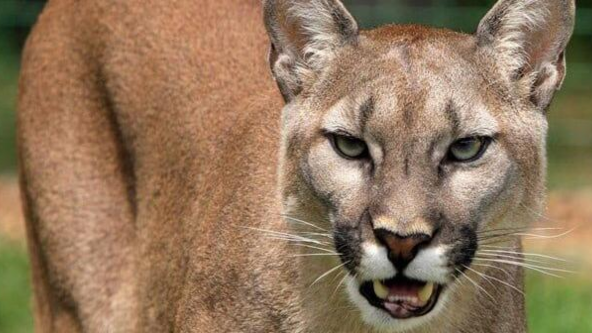 Mountain Lion in New Jersey? Recent Sighting Sparks Debate
