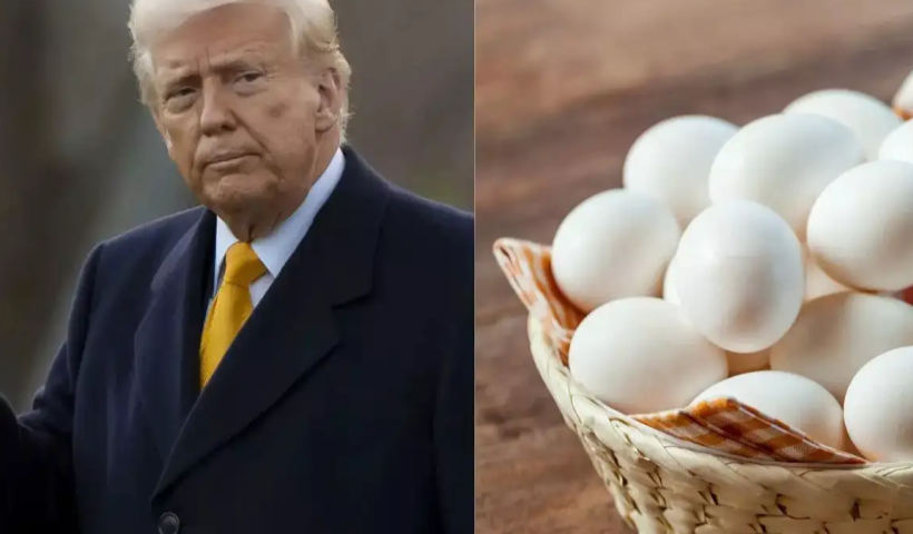 Egg Price Decline Reflects Complex Interplay of Factors Beyond Politics