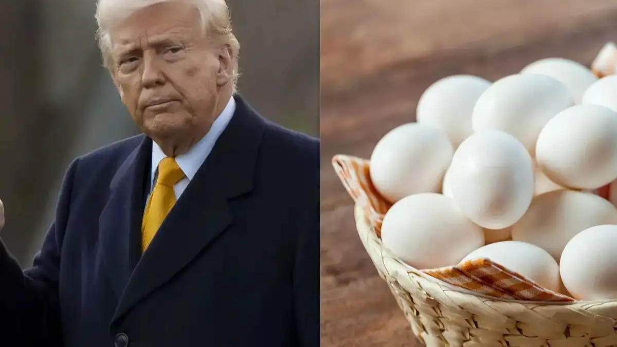 Egg Price Decline Reflects Complex Interplay of Factors Beyond Politics
