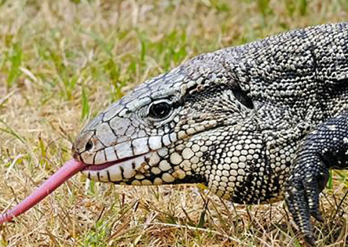Invasive Reptile Species Poses Growing Risk to Georgia's Ecosystems