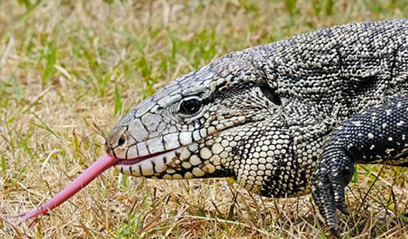 Invasive Reptile Species Poses Growing Risk to Georgia's Ecosystems