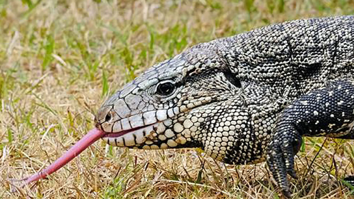Invasive Reptile Species Poses Growing Risk to Georgia's Ecosystems